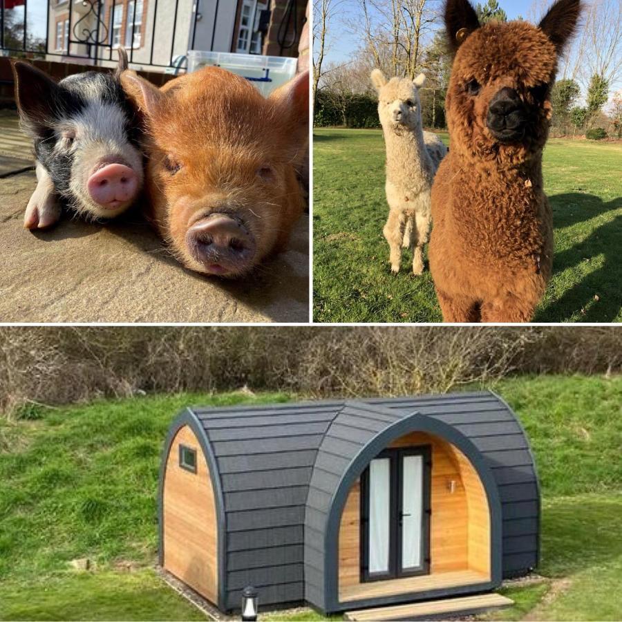 The Piggery Pod Hotel Sittingbourne Exterior foto