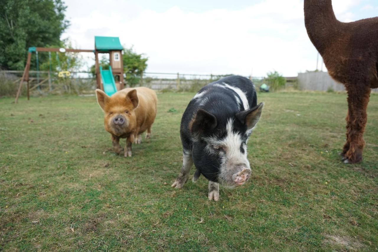 The Piggery Pod Hotel Sittingbourne Exterior foto